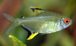 Hyphessobrycon pulchripinnis