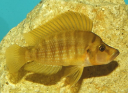 Altolamprologus compressiceps mandarin