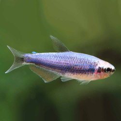 Inpaichthys kerri