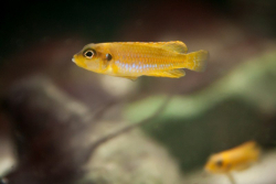 Neolamprologus ocellatus gold