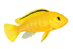 Labidochromis yellow 3-4cm