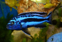 Melanochromis maingano 4cm