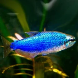 Inpaichthys kerri - Super Blue