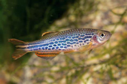 Danio frankei