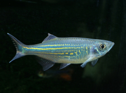 Danio malabaricus