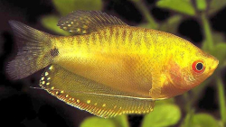 Trichogaster trichpterus gold