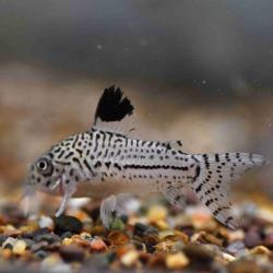 Corydoras julii