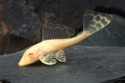 Glyptoperichthys gibbiceps albino