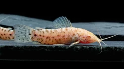 Hoplosternum thoracatum - Albino