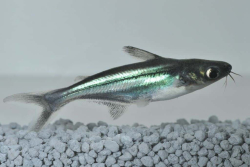 Pangasius sutchi