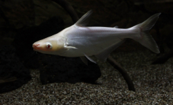 Pangasius sutchi - Albino