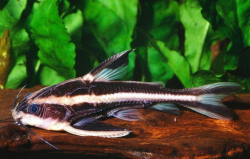 Platydoras costatus