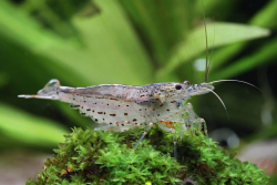 Caridina Japonica Amano