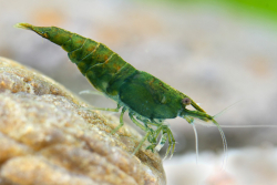 Neocaridina davidi Green Jade