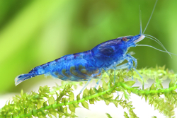 Neocaridina davidi Blue dream