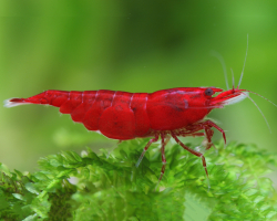 Neocaridina davidi Bloody mary