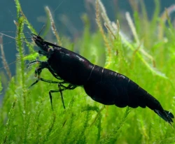 Neocaridina davidi Black rose