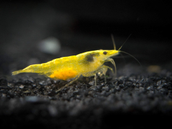 Neocaridina davidi Yellow neon