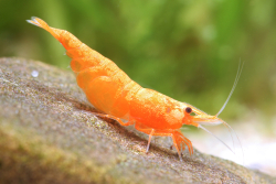 Neocaridina davidi  Orange sunkist