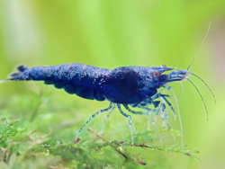 Neocaridina davidi Blue saphire