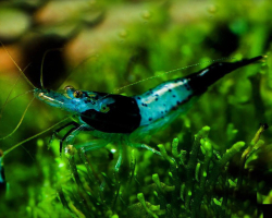 Neocaridina davidi black rilli