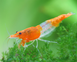 Neocaridina davidi Orange rilli