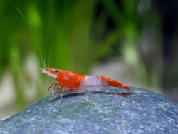 Neocaridina davidi Red rilli