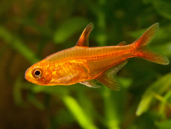 Hyphessobrycon amandae