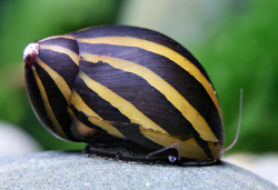 Neritina zebra