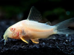 Corydoras sterbai albin