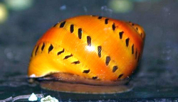 Neritina turrita